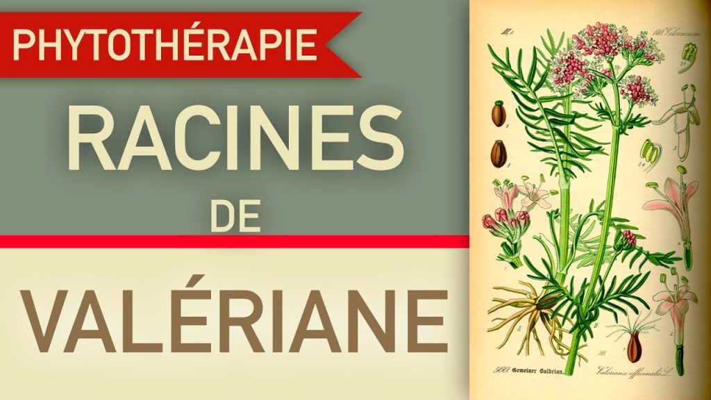 découvrez les bienfaits de la valériane en phytothérapie : origine, propriétés relaxantes, utilisations contre le stress et l’insomnie, conseils d’utilisation et précautions.