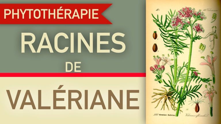 découvrez les bienfaits de la valériane en phytothérapie : origine, propriétés relaxantes, utilisations contre le stress et l’insomnie, conseils d’utilisation et précautions.