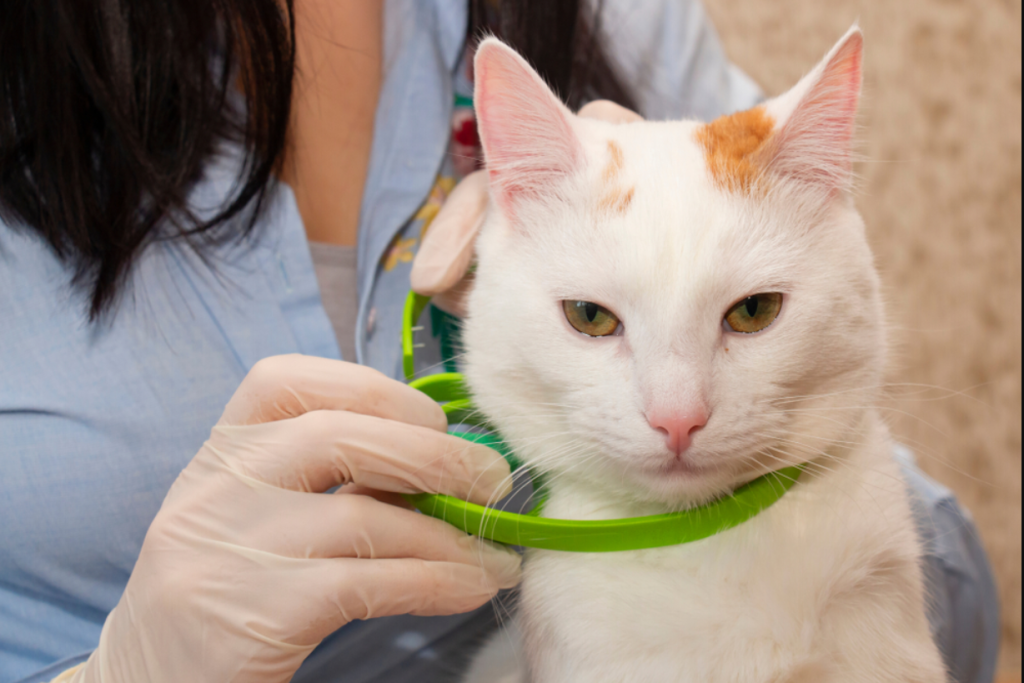 collier_antiparasitaire_chat