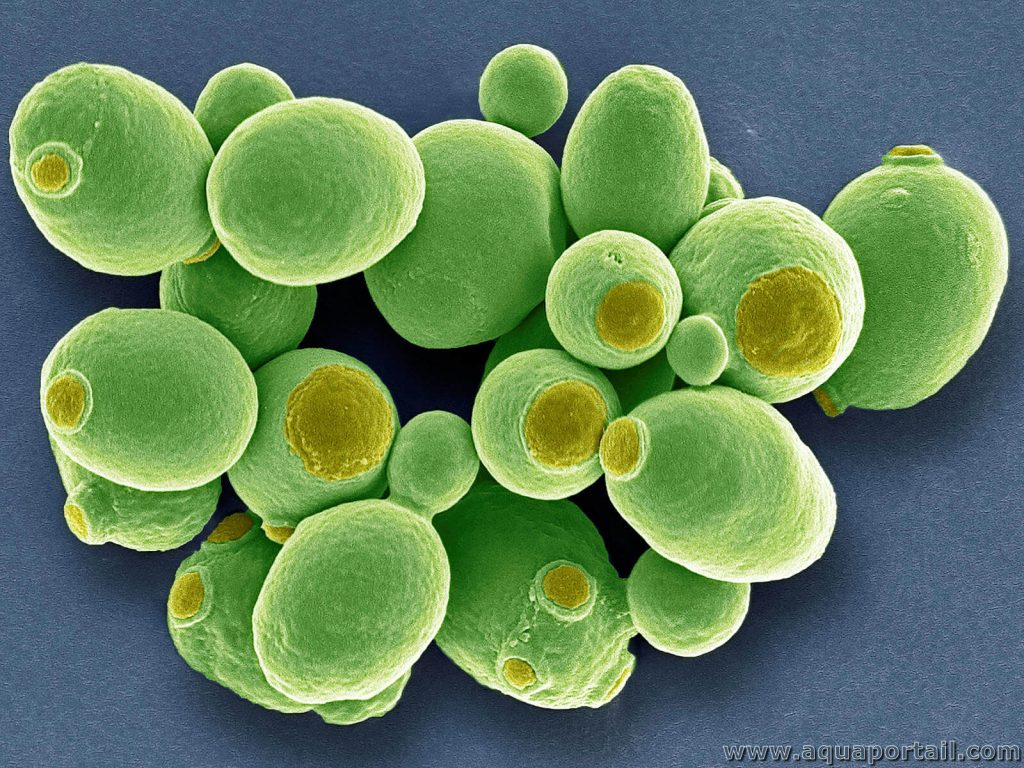 la levure après une cure d’antibiotiques est-elle efficace ? découvrez son rôle potentiel sur la flore intestinale, ses limites et les précautions à connaître.