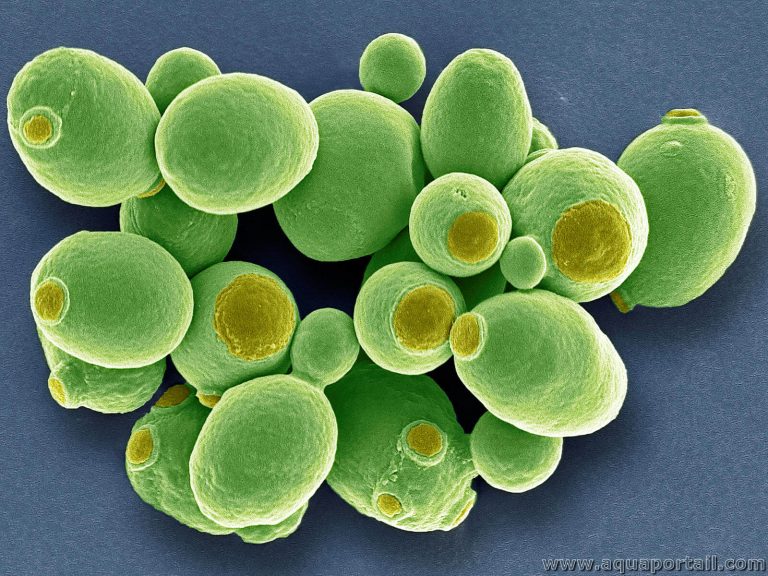 la levure après une cure d’antibiotiques est-elle efficace ? découvrez son rôle potentiel sur la flore intestinale, ses limites et les précautions à connaître.